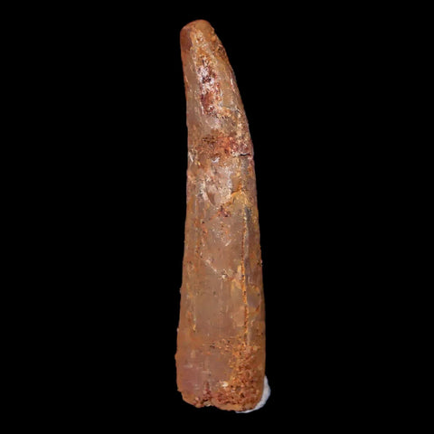 1.3" Pterosaur Coloborhynchus Fossil Tooth Upper Cretaceous Morocco COA & Display