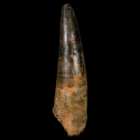 XL 3.2" Spinosaurus Fossil Tooth 100 Million Years Old Cretaceous Dinosaur COA - Fossil Age Minerals