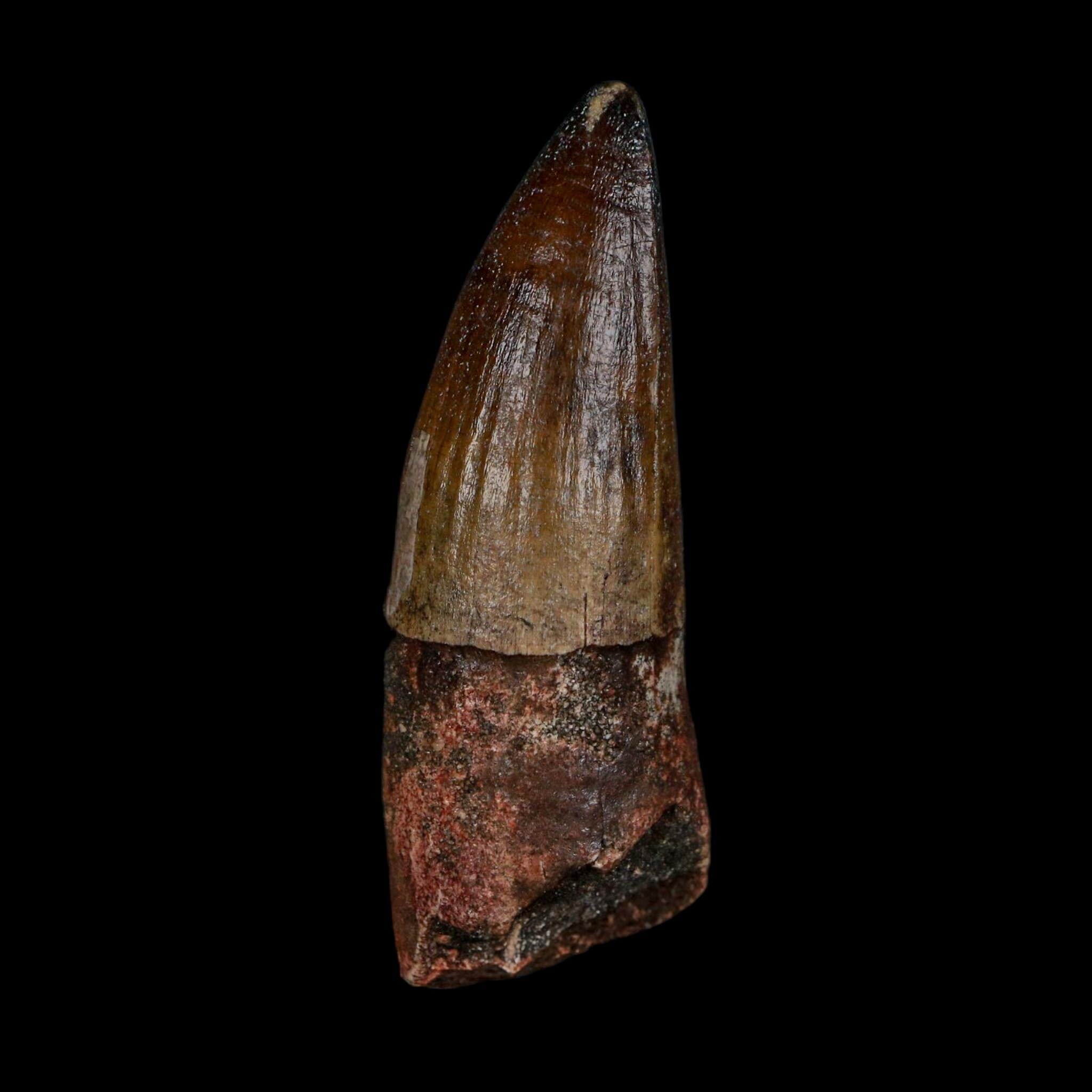 2.4" Sarcosuchus Imperator Crocodile Fossil Tooth Elrhaz FM Cretaceous Niger COA - Fossil Age Minerals