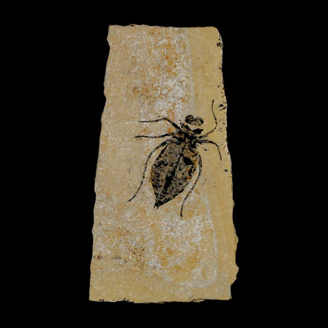 1" Dragonfly Larvae Fossil Libellula Doris Plate Upper Miocene Piedmont Italy Display - Fossil Age Minerals
