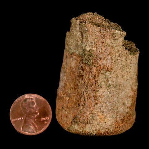 2.1" Edmontosaurus Fossil Finger Bone Lance Creek FM Cretaceous Dinosaur WY COA - Fossil Age Minerals