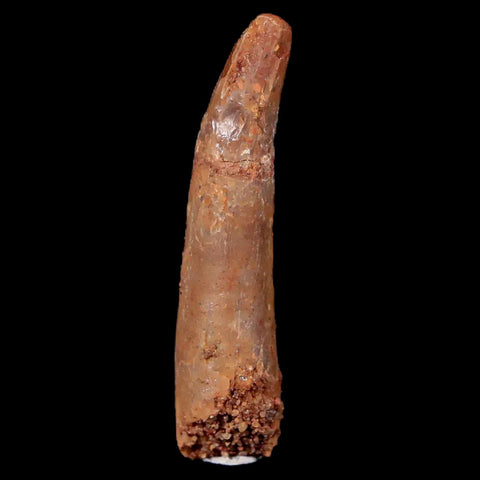 1.3" Pterosaur Coloborhynchus Fossil Tooth Upper Cretaceous Morocco COA & Display