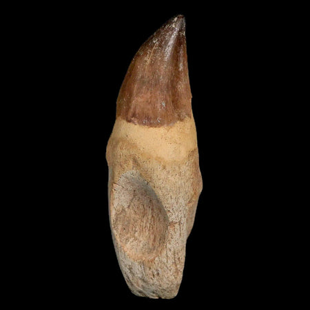 XL 4.6" Mosasaur Prognathodon Fossil Tooth Rooted Cretaceous Dinosaur Era COA
