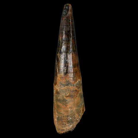 XL 3.2" Spinosaurus Fossil Tooth 100 Million Years Old Cretaceous Dinosaur COA - Fossil Age Minerals