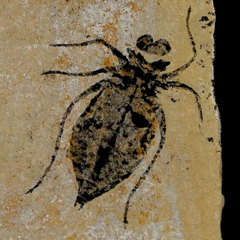 1" Dragonfly Larvae Fossil Libellula Doris Plate Upper Miocene Piedmont Italy Display - Fossil Age Minerals