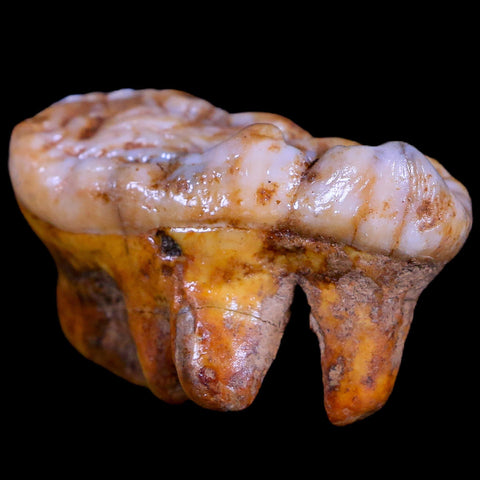 1.8" Extinct Cave Bear Ursus Spelaeus Molar Tooth Rooted Pleistocene Age COA - Fossil Age Minerals