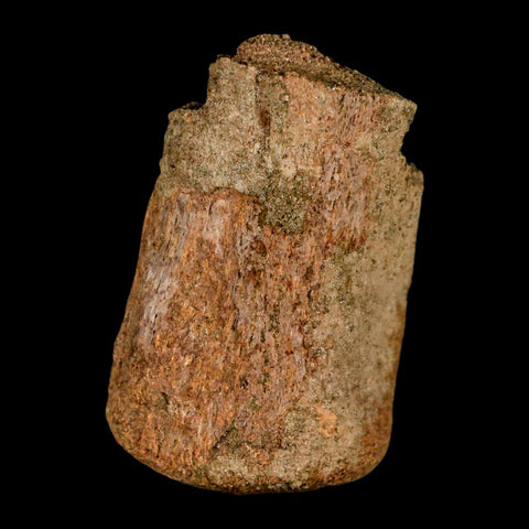 2.1" Edmontosaurus Fossil Finger Bone Lance Creek FM Cretaceous Dinosaur WY COA - Fossil Age Minerals
