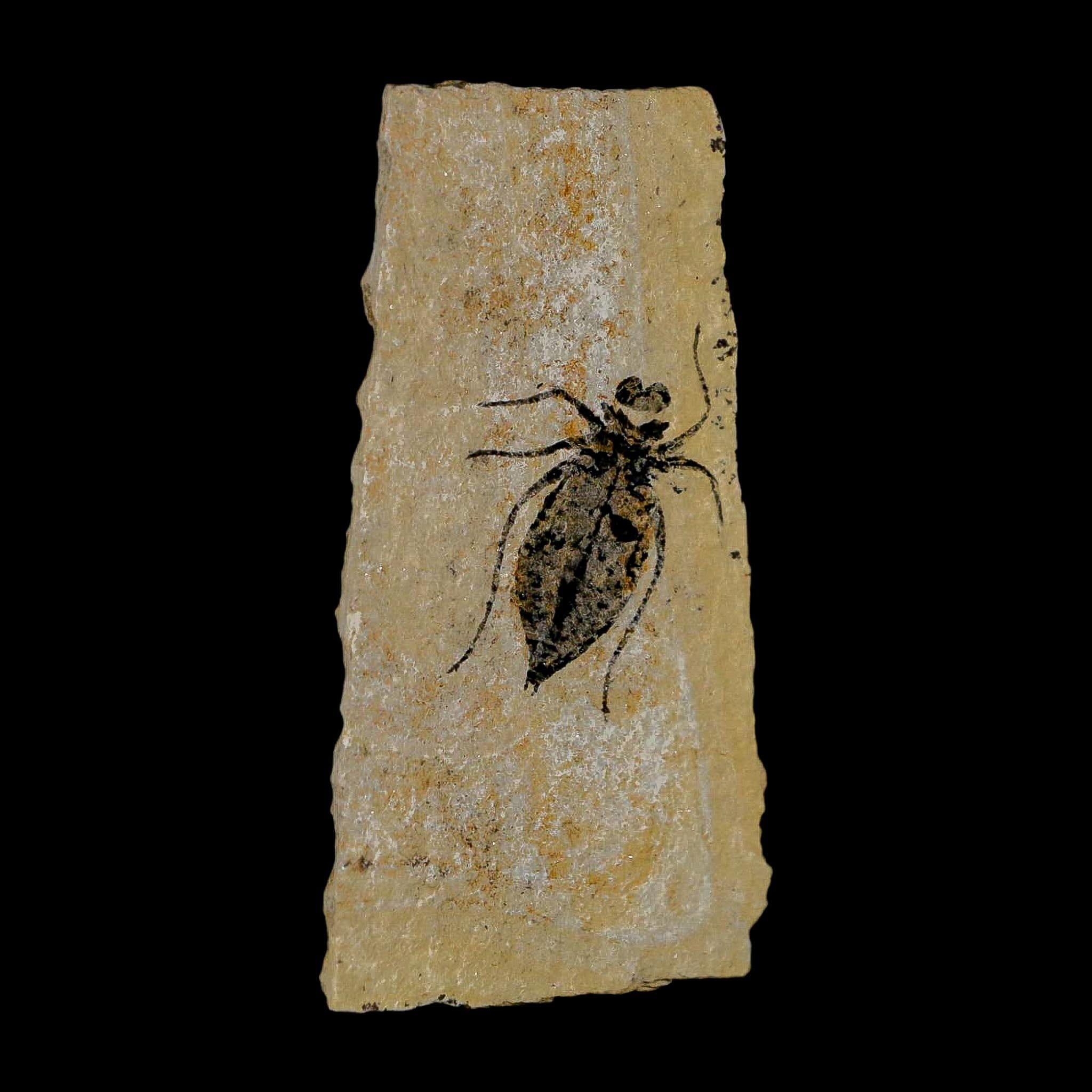1" Dragonfly Larvae Fossil Libellula Doris Plate Upper Miocene Piedmont Italy Display - Fossil Age Minerals