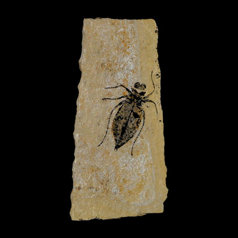 1" Dragonfly Larvae Fossil Libellula Doris Plate Upper Miocene Piedmont Italy Display - Fossil Age Minerals