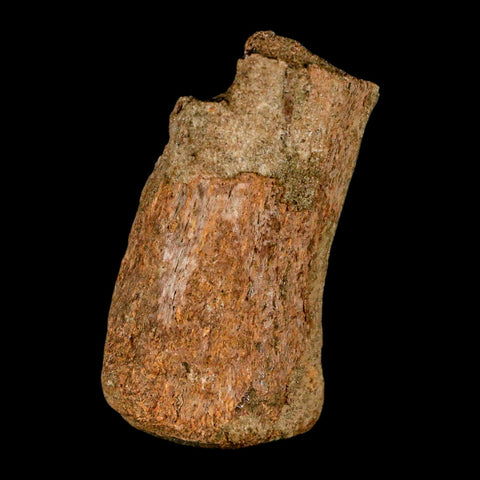 2.1" Edmontosaurus Fossil Finger Bone Lance Creek FM Cretaceous Dinosaur WY COA - Fossil Age Minerals