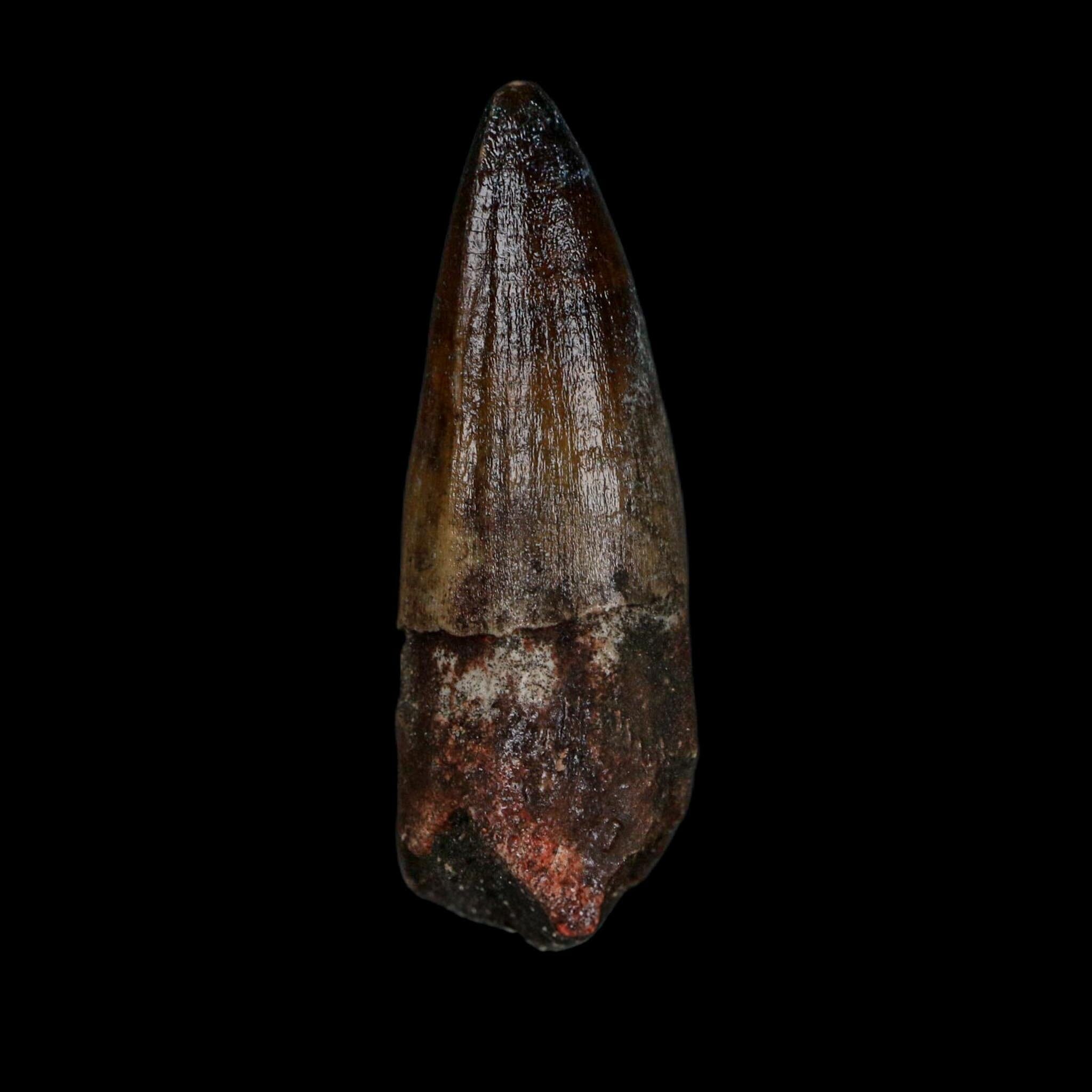 2.4" Sarcosuchus Imperator Crocodile Fossil Tooth Elrhaz FM Cretaceous Niger COA - Fossil Age Minerals