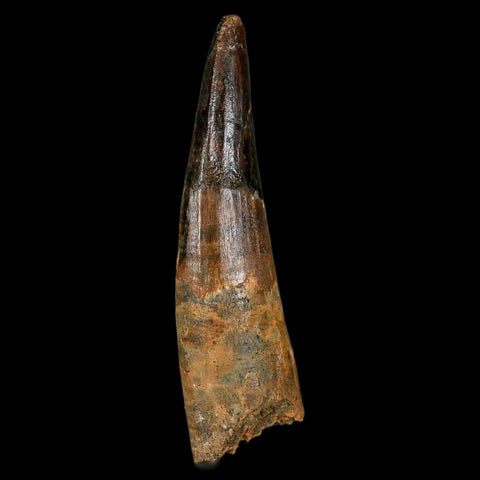 XL 3.2" Spinosaurus Fossil Tooth 100 Million Years Old Cretaceous Dinosaur COA - Fossil Age Minerals