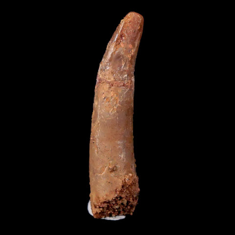 1.3" Pterosaur Coloborhynchus Fossil Tooth Upper Cretaceous Morocco COA & Display
