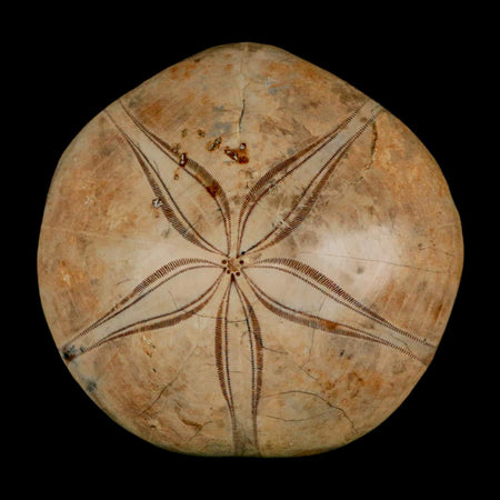 63MM Pygurus Marmonti Sea Urchin Fossil Sand Dollar Jurassic Age Madagascar