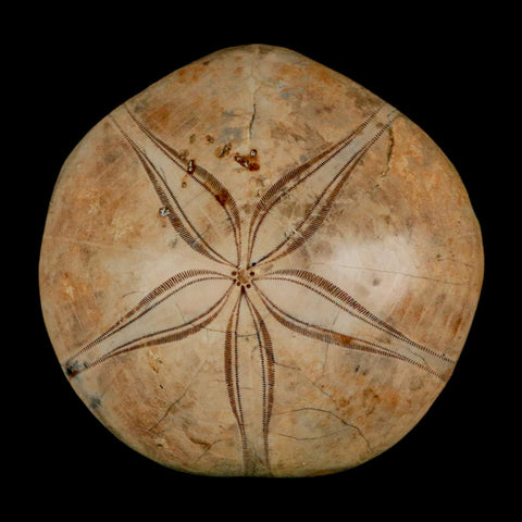 63MM Pygurus Marmonti Sea Urchin Fossil Sand Dollar Jurassic Age Madagascar