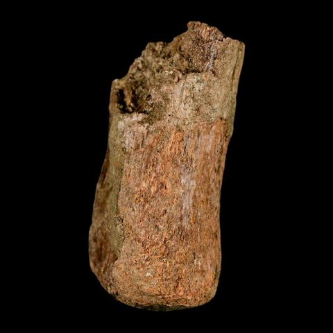 2.1" Edmontosaurus Fossil Finger Bone Lance Creek FM Cretaceous Dinosaur WY COA - Fossil Age Minerals