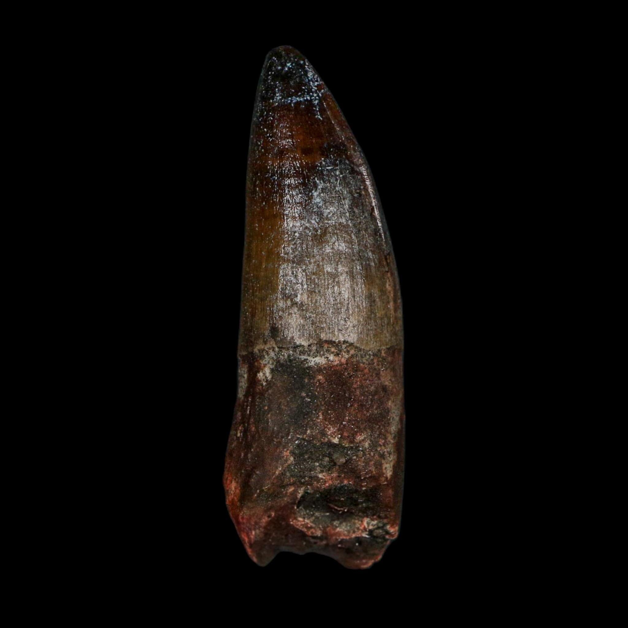 2.4" Sarcosuchus Imperator Crocodile Fossil Tooth Elrhaz FM Cretaceous Niger COA - Fossil Age Minerals