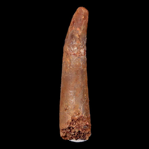 1.3" Pterosaur Coloborhynchus Fossil Tooth Upper Cretaceous Morocco COA & Display