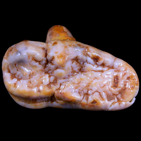 1.8" Extinct Cave Bear Ursus Spelaeus Molar Tooth Rooted Pleistocene Age COA - Fossil Age Minerals