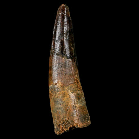 XL 3.2" Spinosaurus Fossil Tooth 100 Million Years Old Cretaceous Dinosaur COA