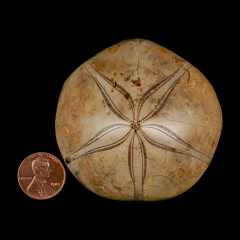 63MM Pygurus Marmonti Sea Urchin Fossil Sand Dollar Jurassic Age Madagascar