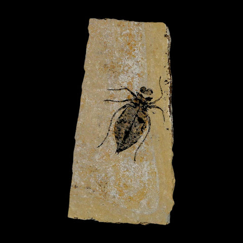 1" Dragonfly Larvae Fossil Libellula Doris Plate Upper Miocene Piedmont Italy Display - Fossil Age Minerals