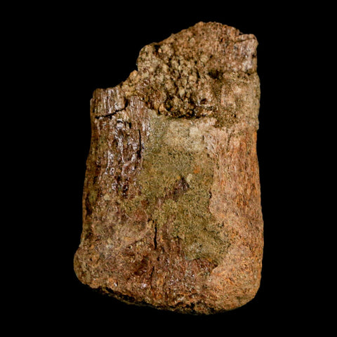 2.1" Edmontosaurus Fossil Finger Bone Lance Creek FM Cretaceous Dinosaur WY COA - Fossil Age Minerals