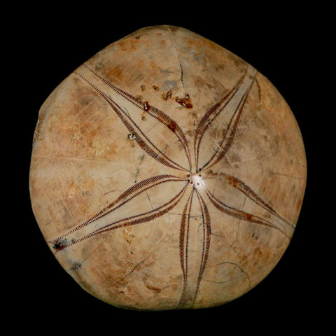 63MM Pygurus Marmonti Sea Urchin Fossil Sand Dollar Jurassic Age Madagascar