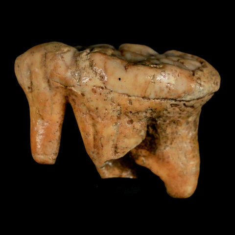1.7" Extinct Cave Bear Ursus Spelaeus Molar Tooth Rooted Pleistocene Age COA