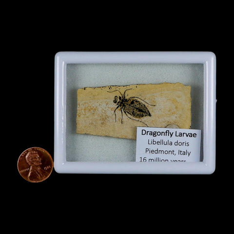 1" Dragonfly Larvae Fossil Libellula Doris Plate Upper Miocene Piedmont Italy Display - Fossil Age Minerals