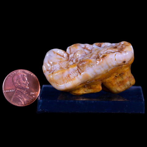 1.8" Extinct Cave Bear Ursus Spelaeus Molar Tooth Rooted Pleistocene Age COA - Fossil Age Minerals