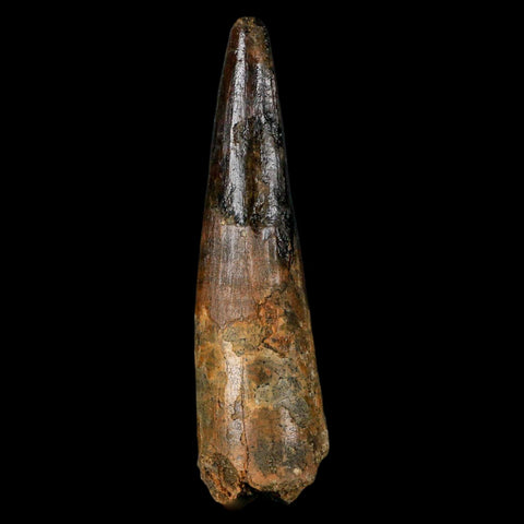 XL 3.2" Spinosaurus Fossil Tooth 100 Million Years Old Cretaceous Dinosaur COA - Fossil Age Minerals