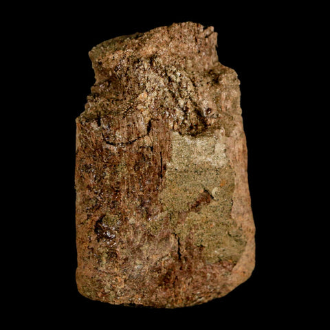 2.1" Edmontosaurus Fossil Finger Bone Lance Creek FM Cretaceous Dinosaur WY COA - Fossil Age Minerals
