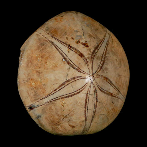 63MM Pygurus Marmonti Sea Urchin Fossil Sand Dollar Jurassic Age Madagascar