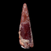 0.8" Pterosaur Coloborhynchus Fossil Tooth Upper Cretaceous Morocco COA & Display