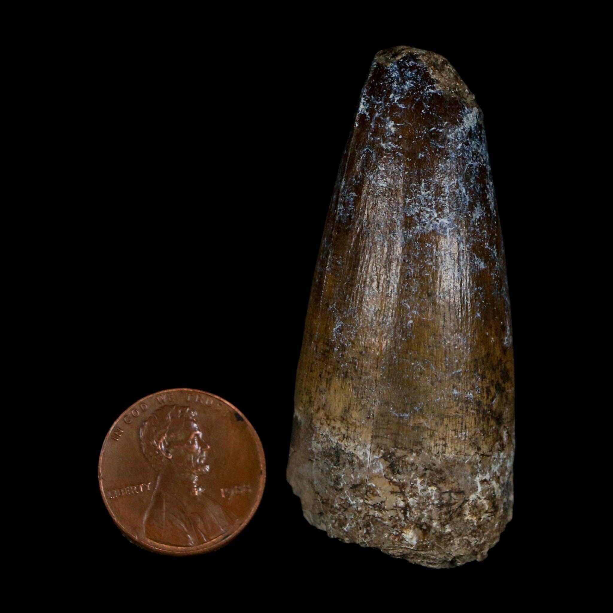 2.3" Sarcosuchus Imperator Crocodile Fossil Tooth Elrhaz FM Cretaceous Niger COA - Fossil Age Minerals