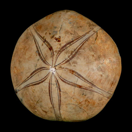 63MM Pygurus Marmonti Sea Urchin Fossil Sand Dollar Jurassic Age Madagascar