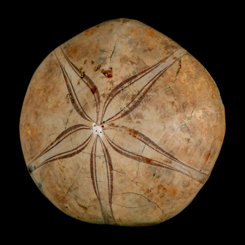 63MM Pygurus Marmonti Sea Urchin Fossil Sand Dollar Jurassic Age Madagascar