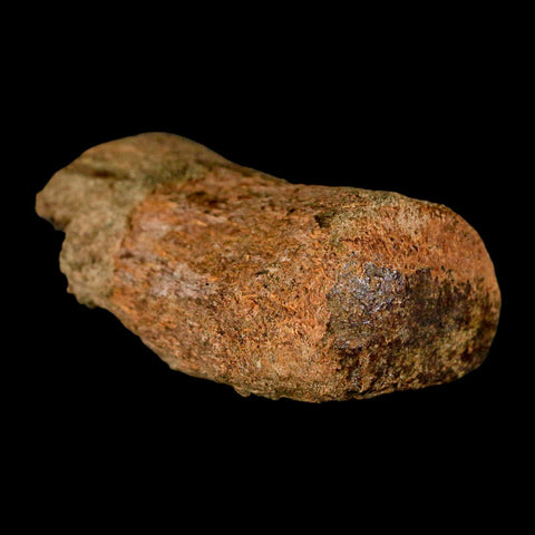 2.1" Edmontosaurus Fossil Finger Bone Lance Creek FM Cretaceous Dinosaur WY COA - Fossil Age Minerals