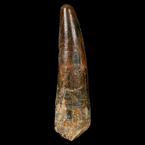 XL 3.4" Spinosaurus Fossil Tooth 100 Million Years Old Cretaceous Dinosaur COA - Fossil Age Minerals