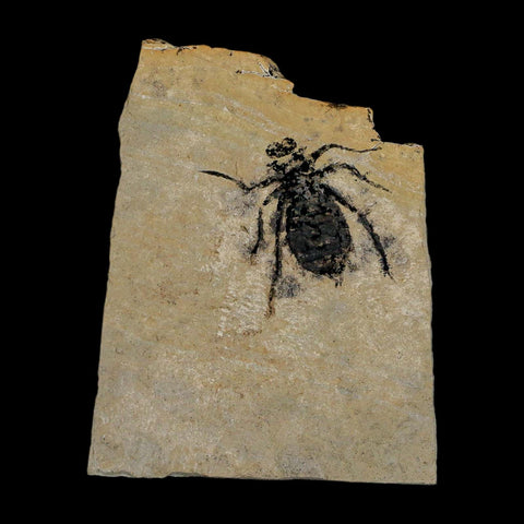 0.8" Dragonfly Larvae Fossil Libellula Doris Plate Upper Miocene Piedmont Italy Display - Fossil Age Minerals