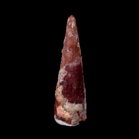 0.8" Pterosaur Coloborhynchus Fossil Tooth Upper Cretaceous Morocco COA & Display