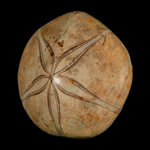 63MM Pygurus Marmonti Sea Urchin Fossil Sand Dollar Jurassic Age Madagascar