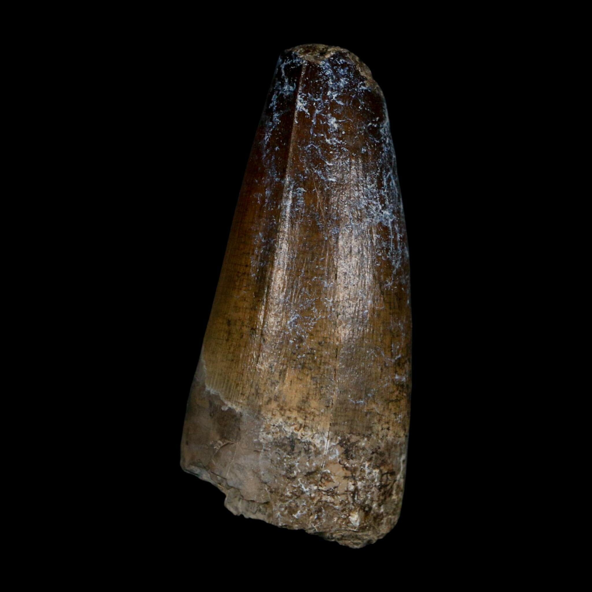 2.3" Sarcosuchus Imperator Crocodile Fossil Tooth Elrhaz FM Cretaceous Niger COA - Fossil Age Minerals