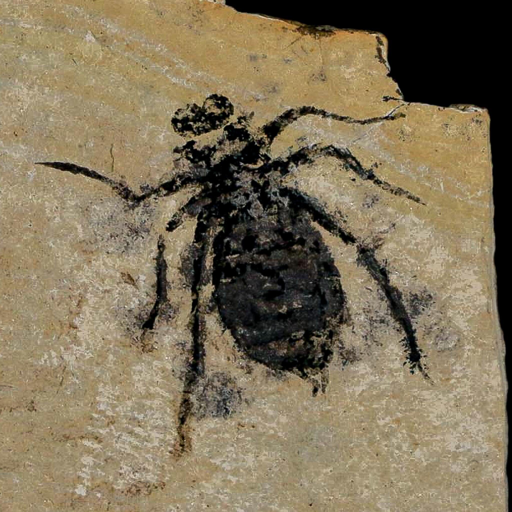 0.8" Dragonfly Larvae Fossil Libellula Doris Plate Upper Miocene Piedmont Italy Display - Fossil Age Minerals