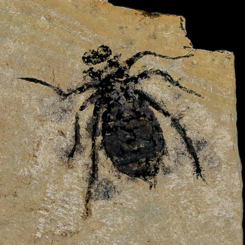 0.8" Dragonfly Larvae Fossil Libellula Doris Plate Upper Miocene Piedmont Italy Display - Fossil Age Minerals