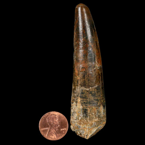 XL 3.4" Spinosaurus Fossil Tooth 100 Million Years Old Cretaceous Dinosaur COA - Fossil Age Minerals