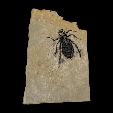 0.8" Dragonfly Larvae Fossil Libellula Doris Plate Upper Miocene Piedmont Italy Display - Fossil Age Minerals