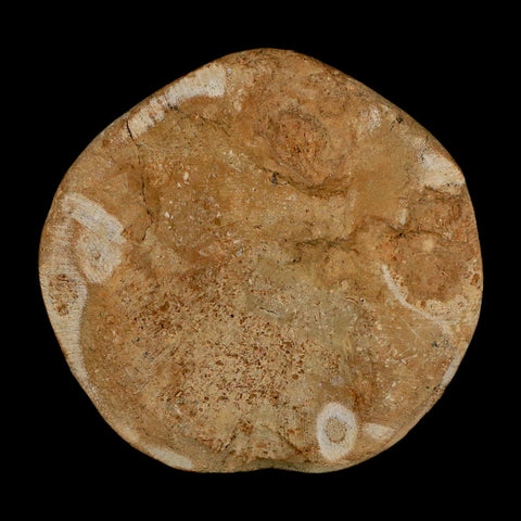 63MM Pygurus Marmonti Sea Urchin Fossil Sand Dollar Jurassic Age Madagascar