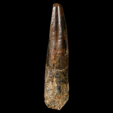 XL 3.4" Spinosaurus Fossil Tooth 100 Million Years Old Cretaceous Dinosaur COA - Fossil Age Minerals